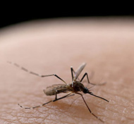 Pregnancy and zika virus : http://health.sunnybrook.ca/babies-newborns/pregnancy-zika-virus-travel-risk/