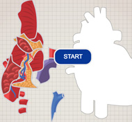 How well do you know the heart? : https://sunnybrook.ca/content/?page=heart-month-puzzle