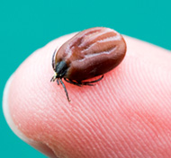 Lyme disease tick: http://health.sunnybrook.ca/navigator/lyme-disease-diagnose-treatment/