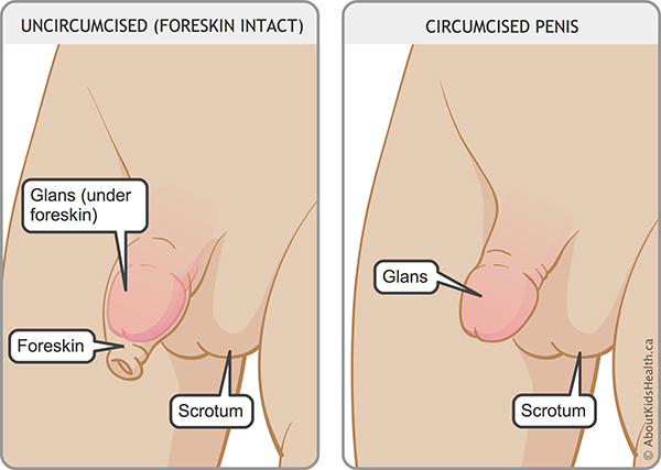 Normal Circumcised Penis 110