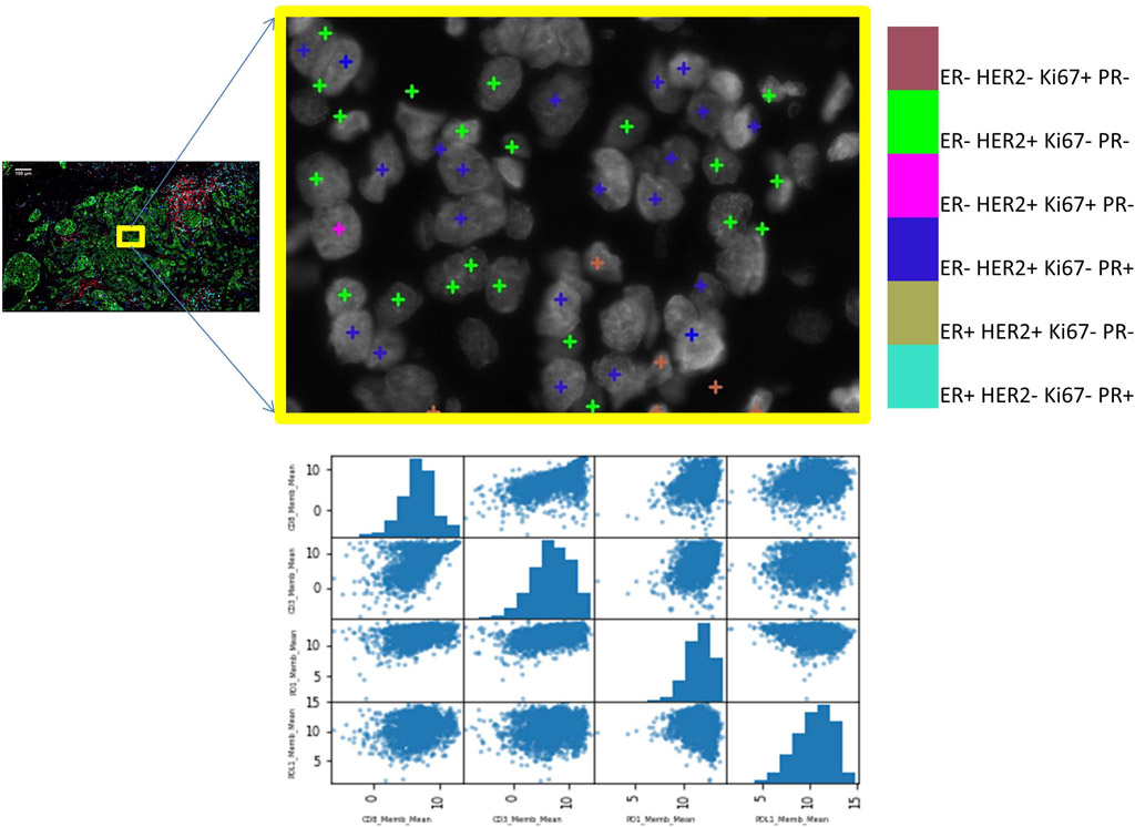 Quantitative tools to analyze and visualize biomarker co-expression on a region of interest and a single cell. 