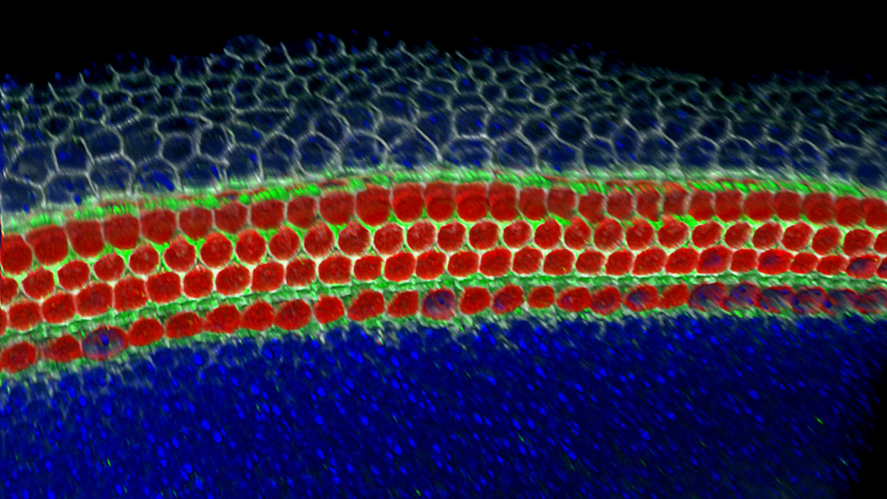 Sensory hair cells (red) and supporting cells (green) 