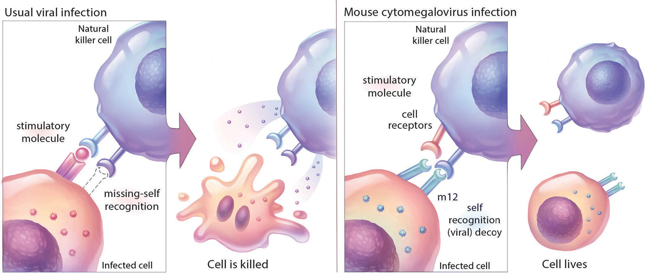 NK cell illustration