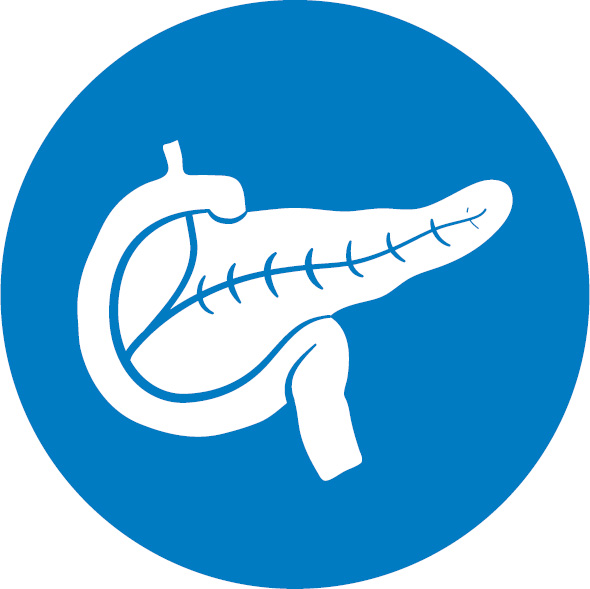 Pancreas illustration