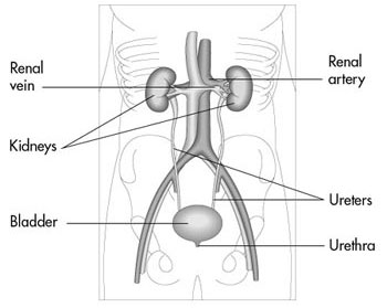 Are The Kidneys Located Inside Of The Rib Cage - Kidney Pain - (Location, anatomy), lower back ...